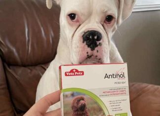 Antinol for Dogs Review: Know about an effective way to improve your dog’s body Antinol for Dogs Review