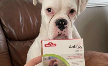 Antinol for Dogs Review: Know about an effective way to improve your dog’s body Antinol for Dogs Review