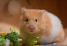 How Long Can Hamsters Live? A Complete, Friendly Guide for New & Curious Pet Owners How Long Can Hamsters Live