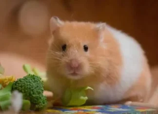 How Long Can Hamsters Live? A Complete, Friendly Guide for New & Curious Pet Owners How Long Can Hamsters Live