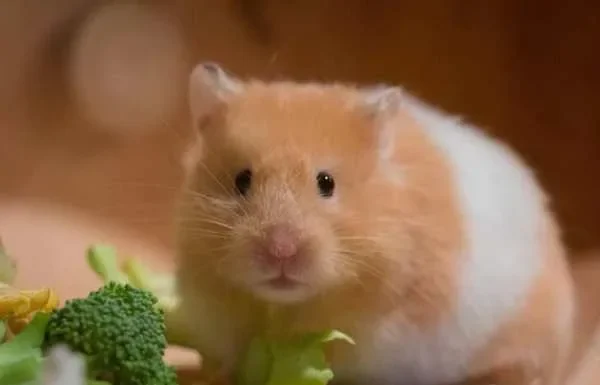 How Long Can Hamsters Live? A Complete, Friendly Guide for New & Curious Pet Owners How Long Can Hamsters Live