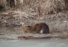 Why Does a Beaver Build a Dam Why Does a Beaver Build a Dam