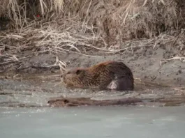 Why Does a Beaver Build a Dam Why Does a Beaver Build a Dam