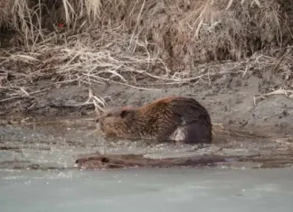 Why Does a Beaver Build a Dam Why Does a Beaver Build a Dam