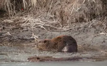 Why Does a Beaver Build a Dam Why Does a Beaver Build a Dam