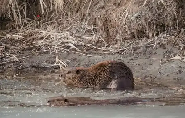 Why Does a Beaver Build a Dam Why Does a Beaver Build a Dam